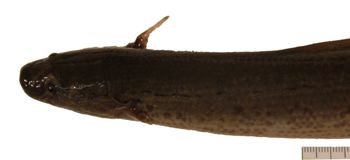 Media type: image;   Ichthyology 171790 Aspect: lateral,description